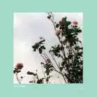 ばらの花 くるり ウエディングプランナーが教える結婚式曲